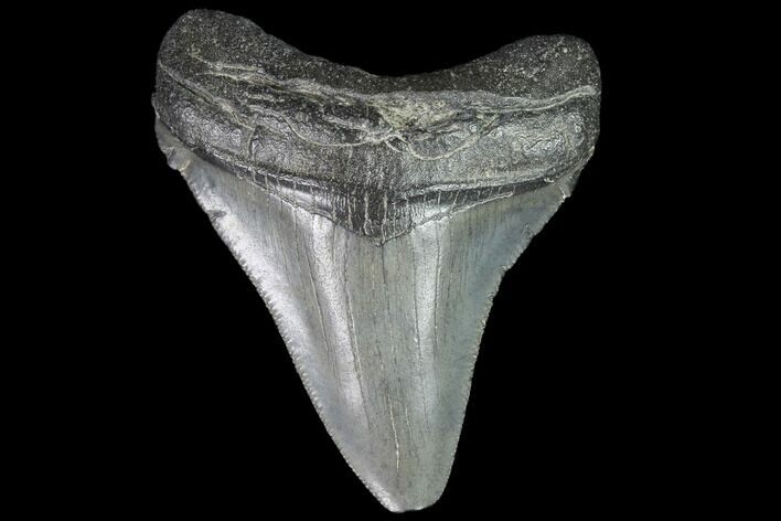 Juvenile Megalodon Tooth - Georgia #99168
